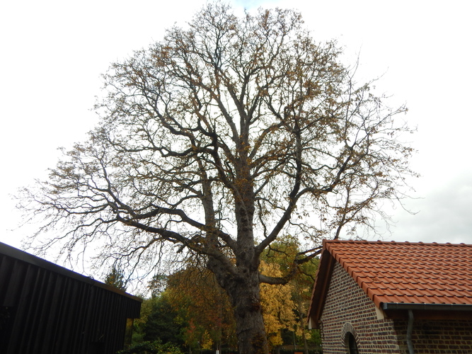 Marronnier commun – Uccle, Rue de Stalle, 30 –  09 Octobre 2025