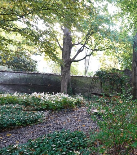 Platane à feuille d'érable – Anderlecht, Jardins de la Maison d'Erasme, Rue Brune, 2 –  16 Octobre 2025