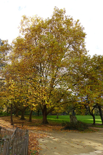Platane à feuille d'érable – Anderlecht, Parc Albert ou Terdelt –  17 Novembre 2025