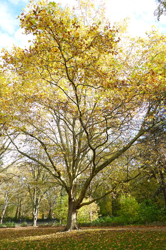 Platane à feuille d'érable – Anderlecht, Parc Albert ou Terdelt –  17 Novembre 2025