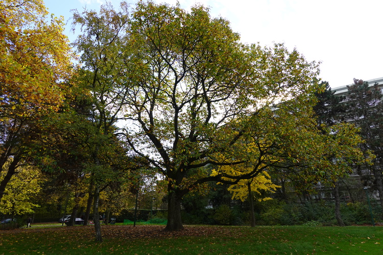 Castanea sp – Anderlecht, Parc Albert ou Terdelt –  17 Novembre 2025