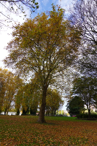 Gewone plataan – St.- Agatha - Berchem, Kasteelstraat, 8 –  17 November 2025