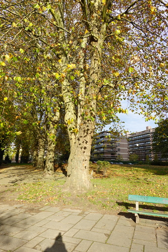 Platane à feuille d'érable – Berchem-Sainte-Agathe, Avenue du Château