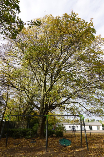 Acer sp – Berchem-Sainte-Agathe, Avenue du Château –  17 Novembre 2025