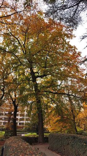 Hêtre d'Europe – Etterbeek, Parc Bosman, Rue Gérard –  06 Novembre 2025