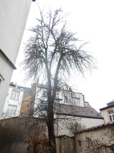 Poirier cultivé &ndash; Bruxelles, Rue du Noyer, 167 &ndash;  13 Février 2026