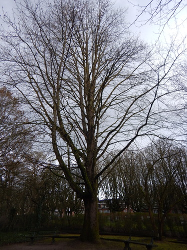 Tulipier de Virginie &ndash; Anderlecht, Avenue du Soldat Britannique &ndash;  16 Février 2026