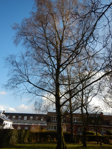 Bouleau verruqueux &ndash; Anderlecht &ndash;  16 Février 2026