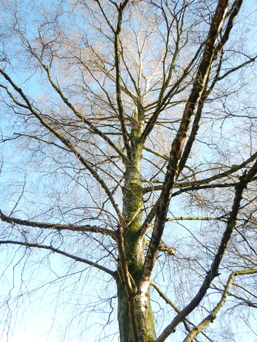 Bouleau verruqueux &ndash; Anderlecht &ndash;  16 Février 2026