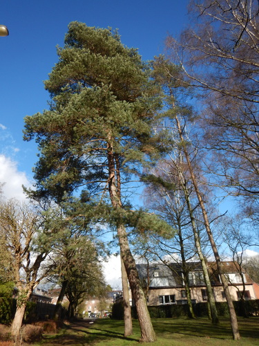 Pin sylvestre &ndash; Anderlecht &ndash;  16 Février 2026