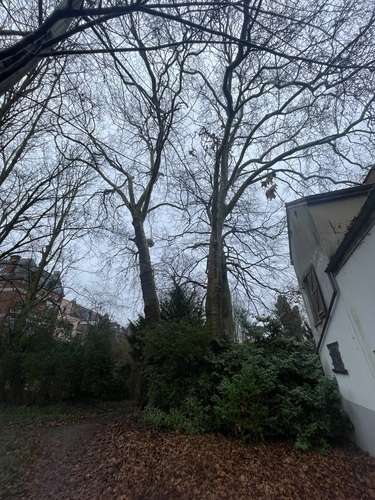 Beuk &ndash; Vorst, Park van Bempt, Neerstalse Steenweg, 323 &ndash;  24 February 2026