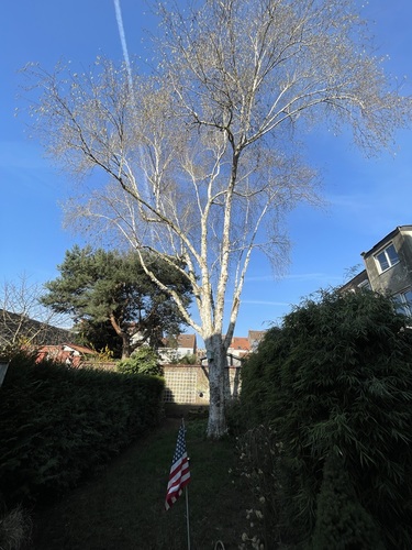 Bouleau à papier &ndash; Anderlecht, Rue de la Mécanique, 20 &ndash;  19 Mars 2026