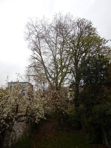 Platane à feuille d'érable &ndash; Saint-Gilles, Place Louis Morichar, 13 &ndash;  02 Avril 2026