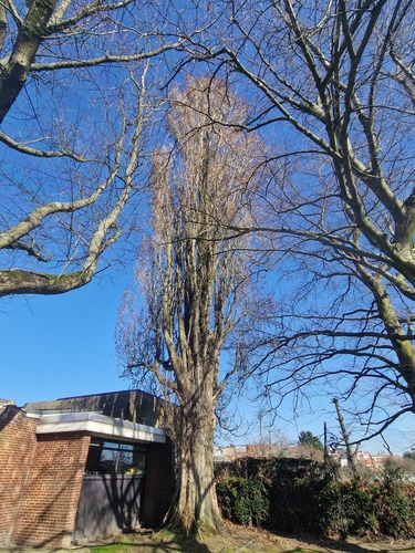 Populus sp &ndash; Anderlecht, Duivenmelkersstraat