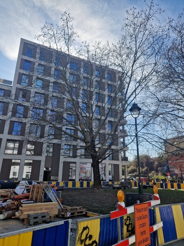 Platanus sp &ndash; Anderlecht, Rue des Goujons, 85 &ndash;  05 Mars 2026