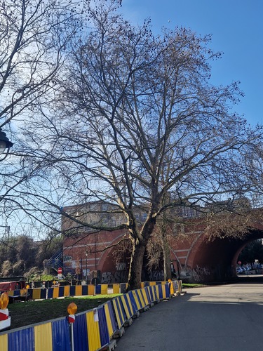 Platanus sp &ndash; Anderlecht, Grondelsstraat, 85 &ndash;  05 Maart 2026