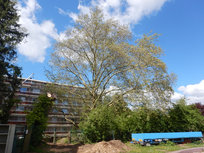 Platane à feuille d'érable &ndash; Uccle, Chaussée d'Alsemberg, 1299 &ndash;  21 Avril 2026