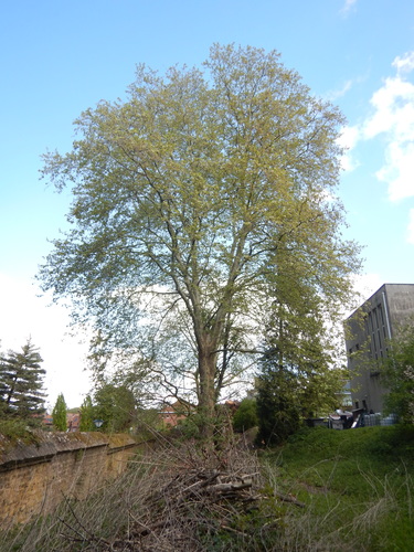 Gewone plataan &ndash; Ukkel, Alsembergsesteenweg, 1299 &ndash;  20 April 2026