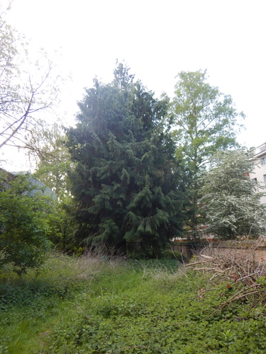 Thuya du Pacifique &ndash; Uccle, Chaussée d'Alsemberg, 1299 &ndash;  20 Avril 2026