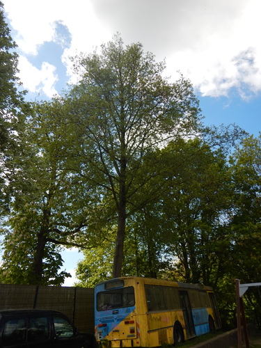 Italiaanse Hartbladige els &ndash; Ukkel, Alsembergsesteenweg, 1299 &ndash;  20 April 2026