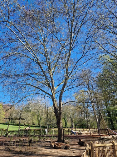 Platane à feuille d'érable &ndash; Jette, Bois du Laerbeek &ndash;  08 Avril 2026