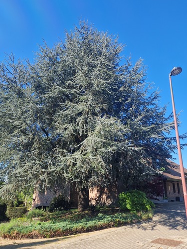 Cèdre bleu de l'Atlas &ndash; Jette, Avenue du Heymbosch, 78 &ndash;  23 Avril 2026