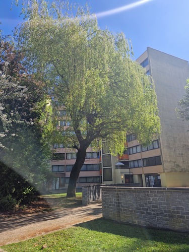 Saule pleureur &ndash; Ganshoren, Avenue du Cognassier, 6 &ndash;  14 Avril 2026