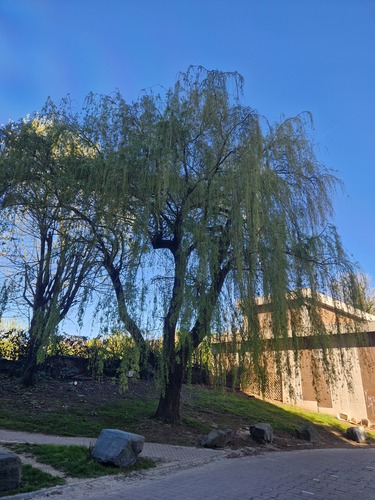 Salix sepulcralis &ndash; Brussel, de Smet de Naeyerlaan, 280 &ndash;  08 April 2026