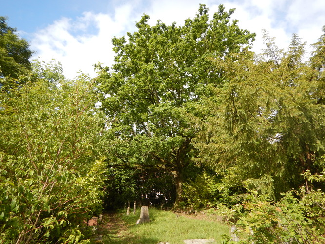 Chêne pédonculé &ndash; Uccle, Cimetière du Dieweg &ndash;  15 Mai 2026