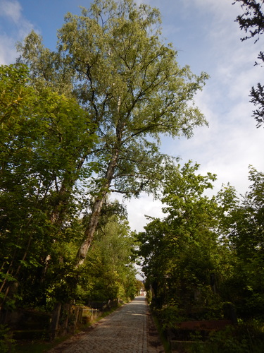 Bouleau verruqueux &ndash; Uccle, Cimetière du Dieweg &ndash;  15 Mai 2026