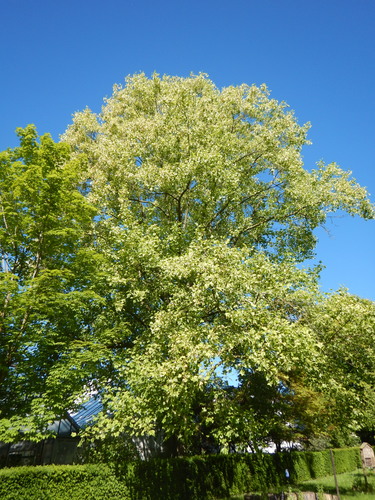 Liriodendron tulipifera 'Aureomarginatum' &ndash; Anderlecht, Tuin van de Redoute Peiffer instituut &ndash;  26 Mei 2026