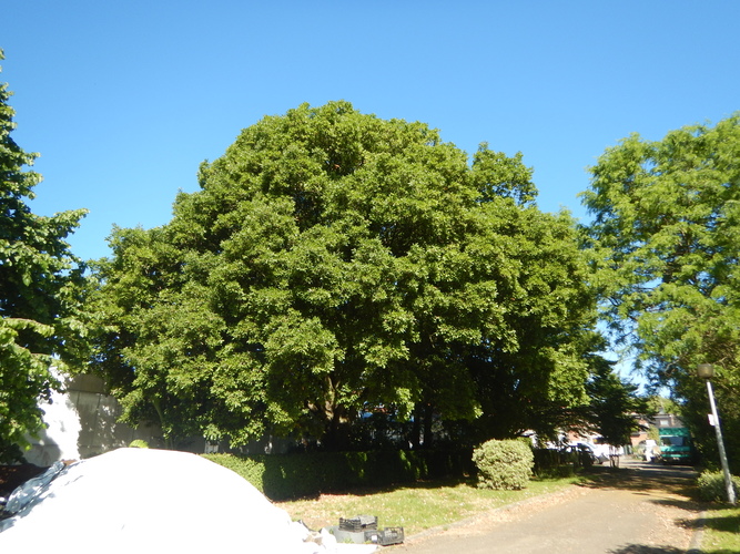 Chêne de Turner &ndash; Anderlecht, Jardin de rocailles de l'Institut Redouté Peiffer &ndash;  26 Mai 2026