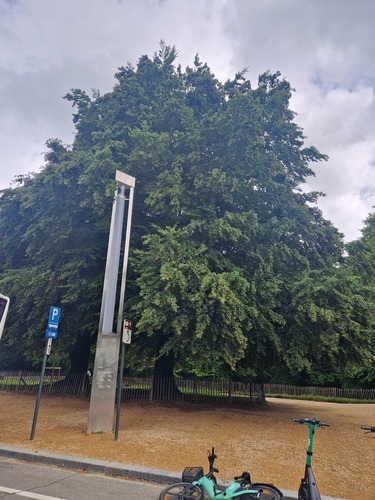 Rode beuk &ndash; Brussel, Osseghempark, Atomiumsquare &ndash;  20 Mei 2026