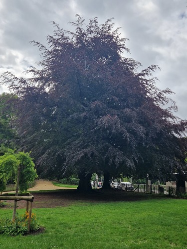 Hêtre pourpre &ndash; Bruxelles, Parc d'Osseghem, Square de l'Atomium &ndash;  20 Mai 2026