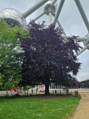 Hêtre pourpre &ndash; Bruxelles, Parc d'Osseghem, Square de l'Atomium &ndash;  20 Mai 2026