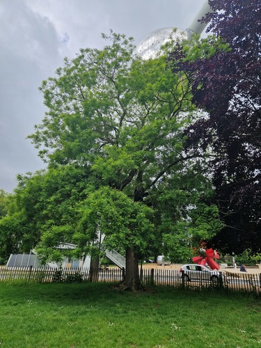 Frêne commun &ndash; Bruxelles, Parc d'Osseghem, Square de l'Atomium &ndash;  20 Mai 2026
