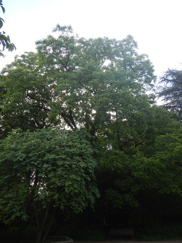 Zwarte of Amerikaanse noot &ndash; Brussel, Tuin van het Chinees Paviljoen &ndash;  09 Juni 2026