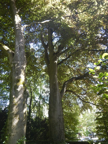 Rode beuk &ndash; Brussel, Tuin van het Chinees Paviljoen &ndash;  09 Juni 2026