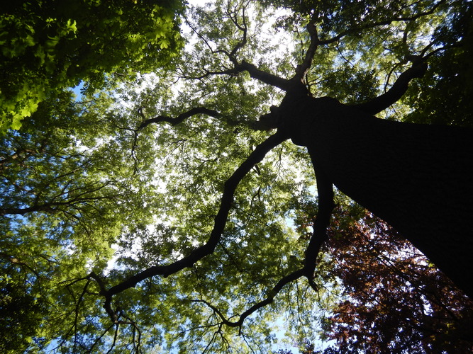 Gewone es &ndash; Brussel, Tuin van het Chinees Paviljoen &ndash;  09 Juni 2026
