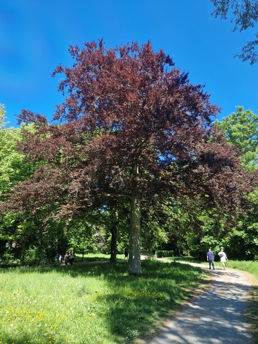 Hêtre pourpre &ndash; Jette, Parc Roi Baudouin phase 1, Chaussée de Wemmel, 309 &ndash;  01 Mai 2026