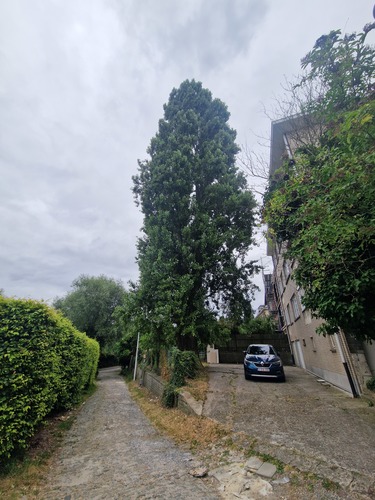 Italiaanse populier &ndash; Ganshoren, Omgeving van de Paelink hoeve &ndash;  27 Juli 2026