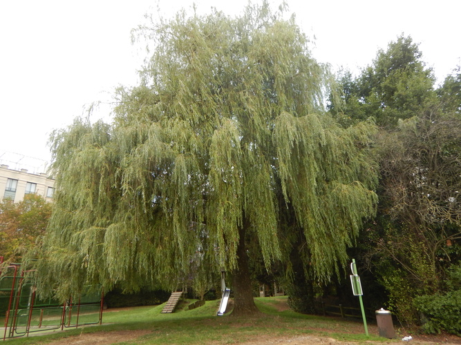 Saule pleureur &ndash; Watermael-Boitsfort, Dries &ndash;  14 Septembre 2026