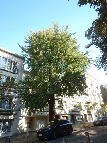 Ginkgo biloba 'Fastigiata' &ndash; Schaarbeek, Huart Hamoirlaan, 122 &ndash;  07 Oktober 2026