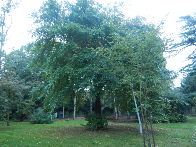 Tupélo de Chine &ndash; Anderlecht, Jardin de rocailles de l'Institut Redouté Peiffer &ndash;  08 Octobre 2026