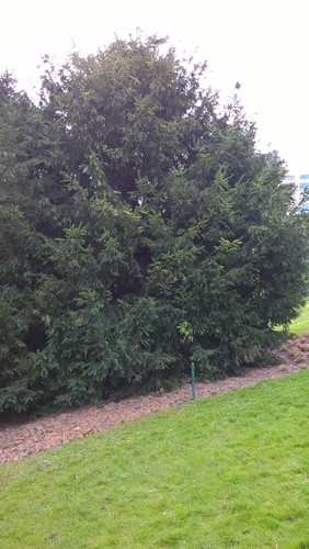 Venijnboom – Brussel, Leopoldpark –  12 April 2016