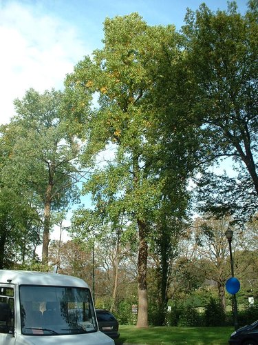 Tulpenboom – Brussel, Landschap van de Madridlaan, Madridlaan, 98 –  09 Oktober 2006
