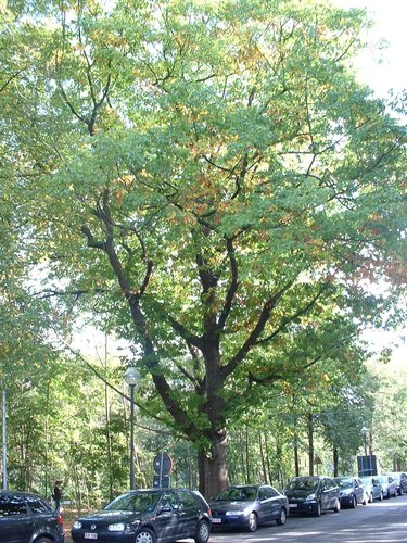Chêne rouge d'Amérique – Bruxelles, Site de l'avenue de Madrid, Avenue de Madrid, 100 –  09 Octobre 2006