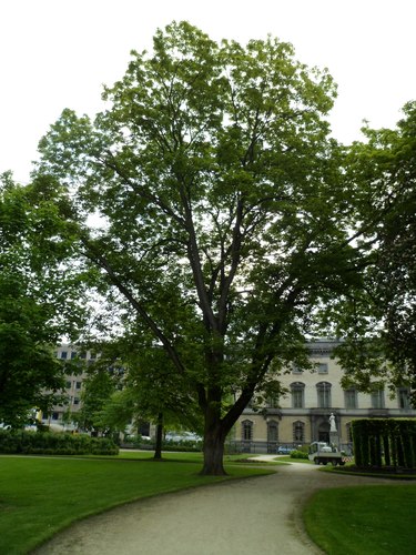 Acer pseudoplatanus f. aureovariegatum – Brussel, Frère-Orbansquare –  15 Mei 2012
