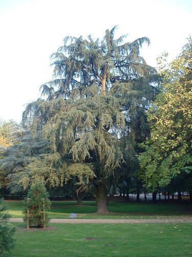 Cèdre du Liban – Bruxelles, Parc d'Osseghem, parc –  22 Octobre 2003