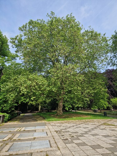 Gewone plataan &ndash; Brussel, Osseghempark &ndash;  20 Mei 2026